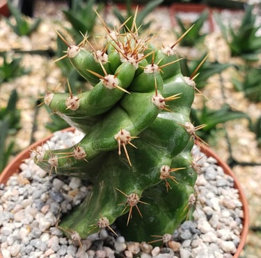 a small and bright green Spiral Cactus potted in a stony soil