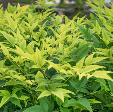one Nandina bush with yellow-green leaves