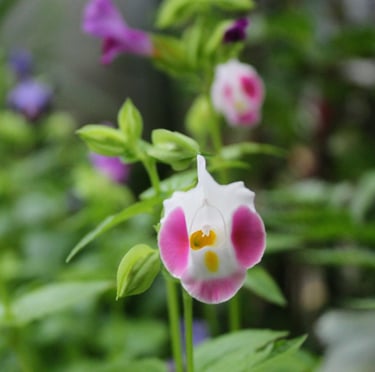 a single Torenia flower in shade
