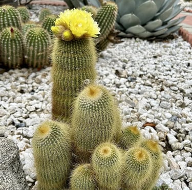 Latin American Golden Barrel cacti with yellow spines