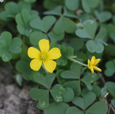 tiny Yellow Sorrel flowers with lots of green leaves n the background