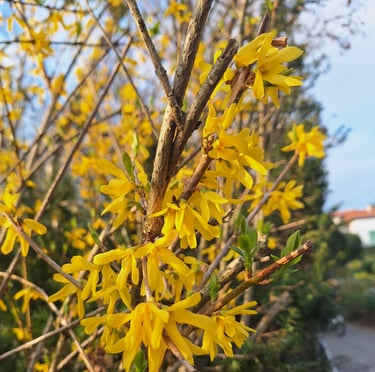 multiple Forsythia bushes with yellow flowers