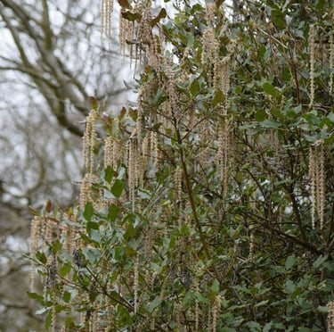 a tall Silk Tassel bush