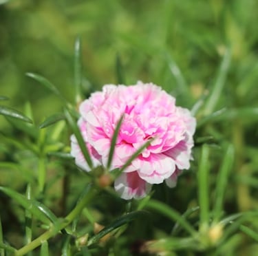 a pink Portulaca flowering full sun hanging basket plant