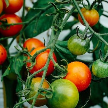green vertical garden Cerry Tomatoes