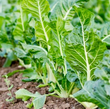 multiple beets growing weel in a container