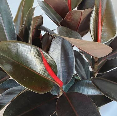 a Rubber Tree with dark leaves