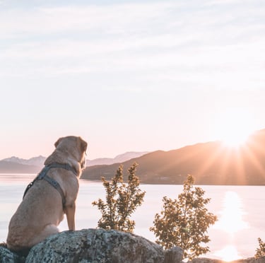 Koira istuu kalliolla katsomassa maisemia, symboloiden syvää yhteyttä ja luonnollista läsnäoloa