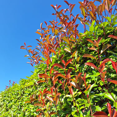 a tall, bright green hedge