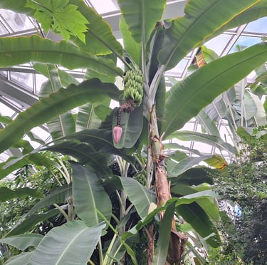 a tall Banana Plant with large green leaves