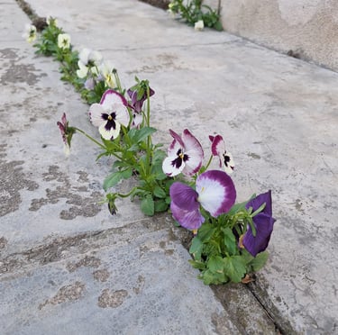 multiple colorful Pansy flowers in a green space