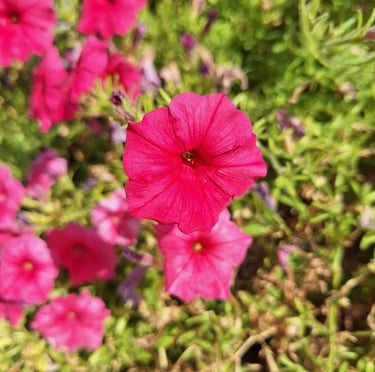 multiple bright red Million Bell flowers