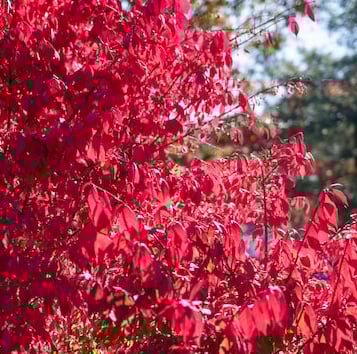 a red zone 6 Burning Bush in full sun