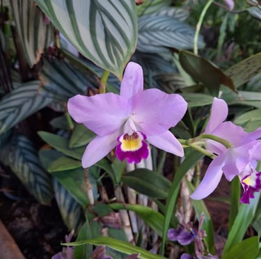 a pink Orchid outside in a tropical environment