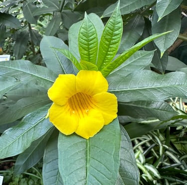 a Indonesian Bush Allamanda flower on a bush