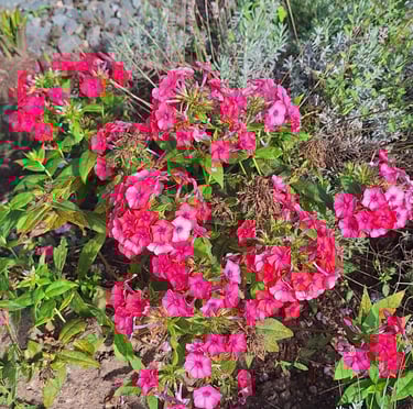 pink perennial Dwarf Phlox bsh flowers