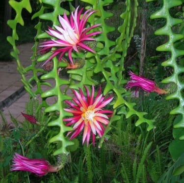 Fishbone Cactus plants blooming at night