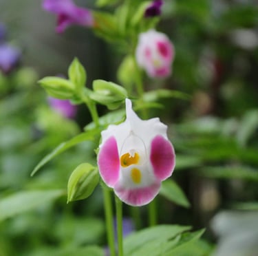 one white Torenia flower in a shaded hanging basket