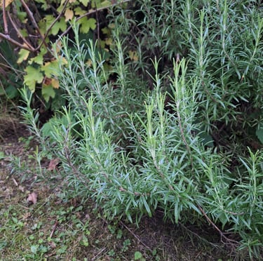 grass growing next to a Rosemary bush