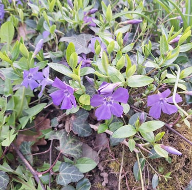 a Vinca shade plant woth purple flowers