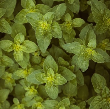 the cooking herb with green leaves called Oregano