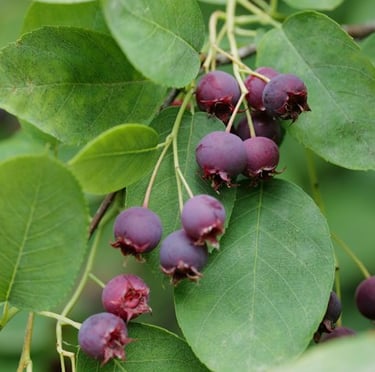 a fast growing shade shrub with leaves and berries