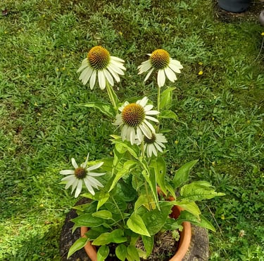 multiple white August flowering plants