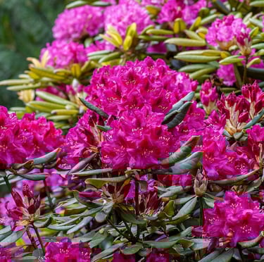 a flowering shade evergreen bush called Rhodendron