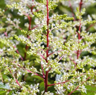 a white flowering Astilbe plant