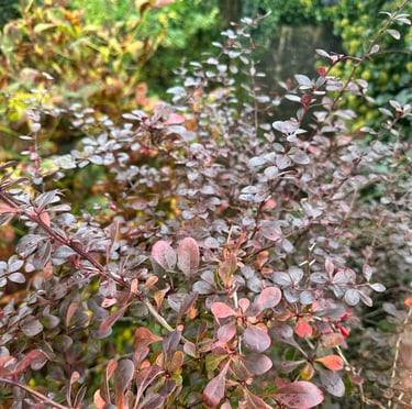 a red deer resistant bush