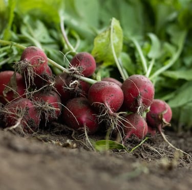 multiple red radish plants that just got harveted