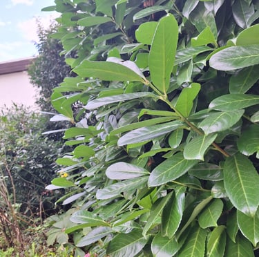 a tall Prunus Laurocerasus with green leaves in a grden