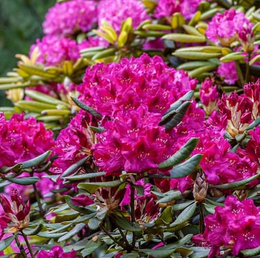 multiple pink and deer resistant Rhodendron flowers in shade