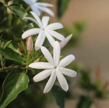 two white Star Jasmine flowers for zone 9