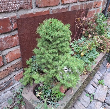 one slow growing Dwarf Alberta Spruce in a planter 