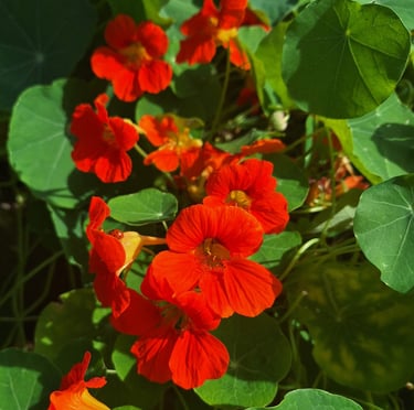 Nasturtiums with orange-red flowers and a leafy foliage