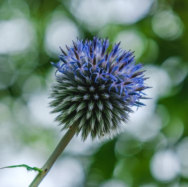 one round Globe Thistle with a blue accent