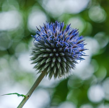 one round native Thistle weed with blue color