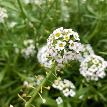 Sweet Alyssum plants perfect for shade haning bakets