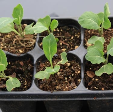 lemon seeds that got planted and sprouted