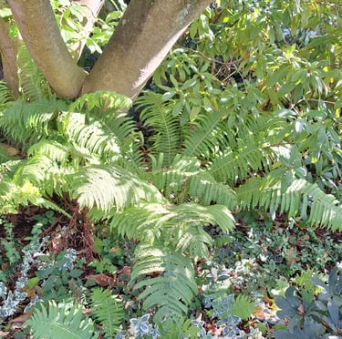 a winter hardy plant called Evergreen Fern growing in partial shade