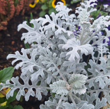 a silvery annual for shade called Dusty Miller