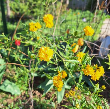 a shrub with green leaves and yellow flowers