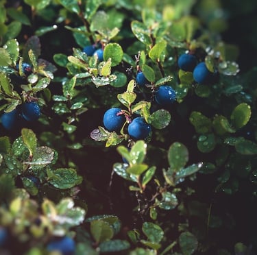 a blueberry plant with small leaves and bue berries