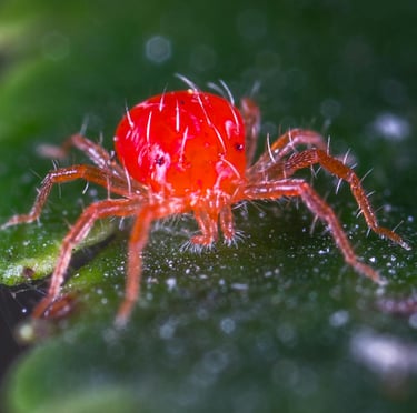 Close up of a Red Spider mite