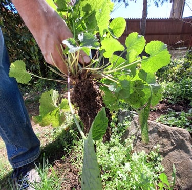 a person planting a perennial in our garden