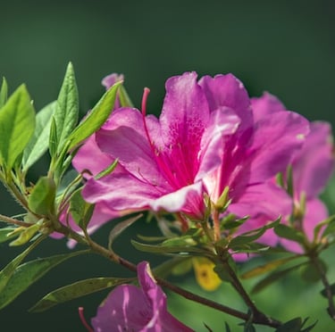 one Pink Azalea flowers