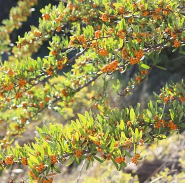 a deer resistant privacy bush with berrys called Pyracantha