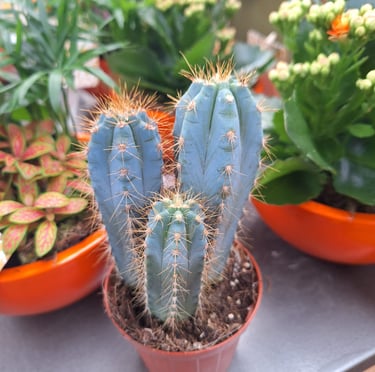 three Blue Columnar Cacti growing in a pod
