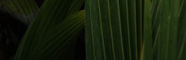 djungel 